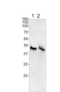 BMP-2/BMP-4 Antibody, Novus Biologicals 100 &mu;g | Buy Online | Novus Biologicals | Fisher Scientific