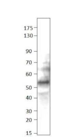 BMP-2/BMP-4 Antibody, Novus Biologicals 100 &mu;g | Buy Online | Novus Biologicals | Fisher Scientific