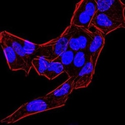 BMP-4 Antibody (3C11C7) - BSA Free, Novus Biologicals 0.1mg; Unlabeled:Antibodies,
