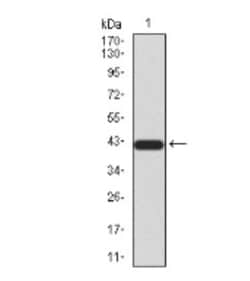 BMP-4 Antibody (3C11C7) - BSA Free, Novus Biologicals 0.1mg; Unlabeled:Antibodies,