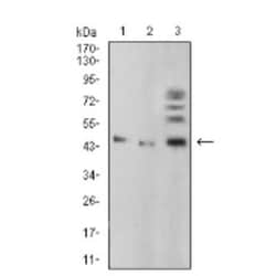 BMP-4 Antibody (3C11C7) - BSA Free, Novus Biologicals 0.1mg; Unlabeled:Antibodies,