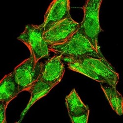 BMP-4 Antibody (3C11H8) - BSA Free, Novus Biologicals 0.025 mg; Unlabeled:Antibodies,