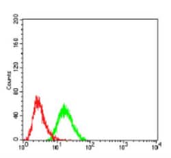 BMP-7 Antibody (6E5D12) - BSA Free, Novus Biologicals 0.1mg; Unlabeled:Antibodies,