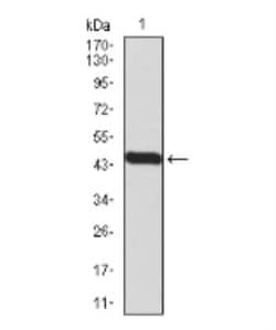 BMP-7 Antibody (6E5D12) - BSA Free, Novus Biologicals 0.1mg; Unlabeled:Antibodies,