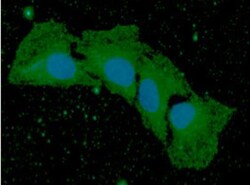 BMP-8b Antibody (13E6) - BSA Free, Novus Biologicals 100&mu;L; Unlabeled:Antibodies,