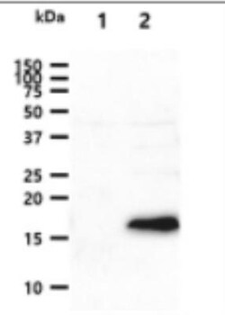BMP-8b Antibody (13E6) - BSA Free, Novus Biologicals 100&mu;L; Unlabeled:Antibodies,