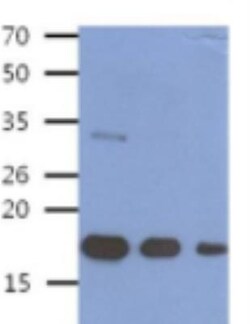 BMP-8b Antibody (13E6) - BSA Free, Novus Biologicals 100&mu;L; Unlabeled:Antibodies,