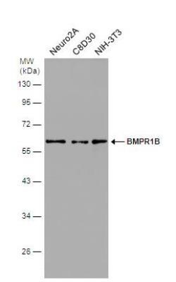 BMPR-IB/ALK-6 Antibody, Novus Biologicals 0.1mL; Unlabeled:Antibodies,