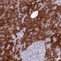 BMS1 Antibody, Novus Biologicals 25 &mu;L, Unlabeled:Antibodies, Polyclonal