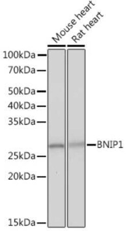 BNIP1 Rabbit anti-Human, Mouse, Rat, Clone: 10K6T9, Novus Biologicals 20