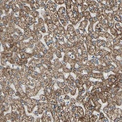 BNIP1 Antibody, Novus Biologicals 0.1mL; Unlabeled:Antibodies, Polyclonal