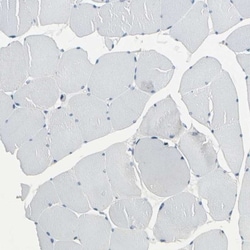 BNIP1 Antibody, Novus Biologicals 0.1mL; Unlabeled:Antibodies, Polyclonal