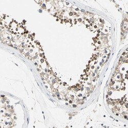 BNIP1 Antibody, Novus Biologicals 0.1mL; Unlabeled:Antibodies, Polyclonal