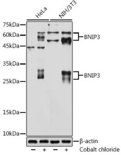 BNIP3 Rabbit anti-Human, Mouse, Rat, Clone: 7Q7V3, Novus Biologicals:Antibodies:Primary