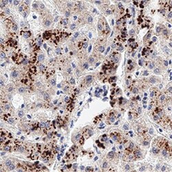 BNIP3 Antibody, Novus Biologicals 0.05mL; Unlabeled:Antibodies, Polyclonal