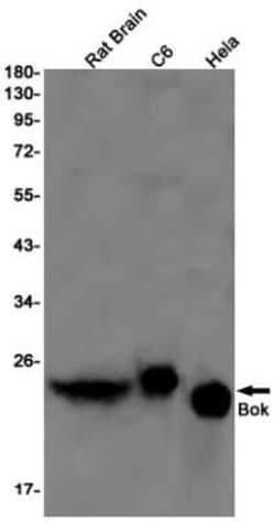 BOK Rabbit anti-Human, Mouse, Rat, Clone: S03-1B6, Novus Biologicals 100