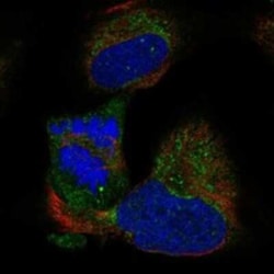 BOLA3 Rabbit anti-Human, Polyclonal, Novus Biologicals 100 &mu;g | Buy Online | Bio-Techne | Fisher Scientific