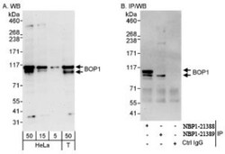 BOP1 Antibody, Novus Biologicals 0.1 mL | Buy Online | Novus Biologicals | Fisher Scientific