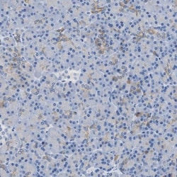 BPGM Antibody, Novus Biologicals:Antibodies:Primary Antibodies