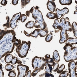 BPGM Antibody, Novus Biologicals:Antibodies:Primary Antibodies