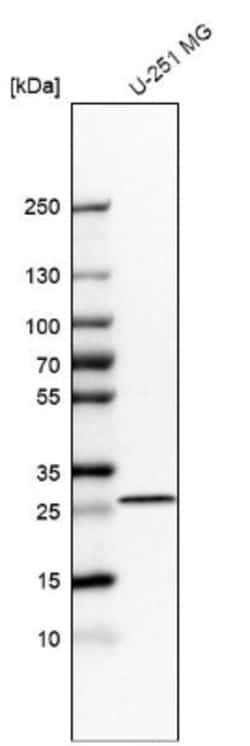 BPGM Antibody, Novus Biologicals:Antibodies:Primary Antibodies