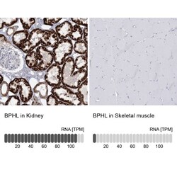 BPHL Antibody, Novus Biologicals:Antibodies:Primary Antibodies