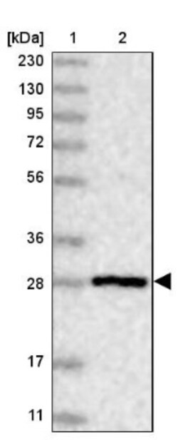 BPHL Antibody, Novus Biologicals:Antibodies:Primary Antibodies