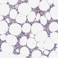 BPI Antibody, Novus Biologicals 0.1mL; Unlabeled:Antibodies, Polyclonal