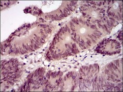 BPIFB1 Antibody (4H2) - BSA Free, Novus Biologicals:Antibodies:Primary