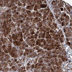 BPIL1 Antibody, Novus Biologicals 25 &mu;L, Unlabeled:Antibodies, Polyclonal
