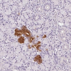 BPIL1 Antibody, Novus Biologicals 25 &mu;L, Unlabeled:Antibodies, Polyclonal