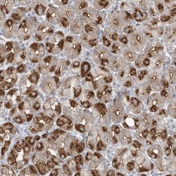 BPOZ Antibody, Novus Biologicals 25 &mu;L; Unlabeled:Antibodies, Polyclonal