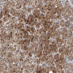 BPTF/FALZ Antibody, Novus Biologicals 0.1mL; Unlabeled:Antibodies, Polyclonal