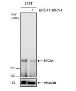 BRCA1 Antibody (17F8), Novus Biologicals 0.1mg; Unlabeled:Antibodies, Monoclonal