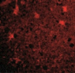 BRCC3 Antibody - BSA Free, Novus Biologicals 0.1mg; Unlabeled:Antibodies,