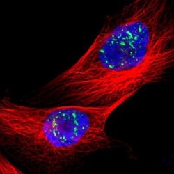 BRD1 Antibody, Novus Biologicals 25 &mu;L; Unlabeled:Antibodies, Polyclonal