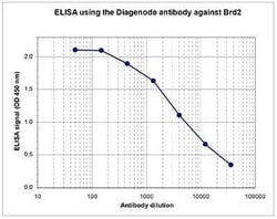 BRD2 Rabbit anti-Mouse, Polyclonal, Novus Biologicals 100 &mu;g; Unconjugated:Antibodies,