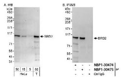 BRD2 Antibody, Novus Biologicals 0.1mL; Unlabeled:Antibodies, Polyclonal