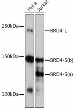 BRD4 Rabbit anti-Human, Clone: 7L7M8, Novus Biologicals 100 &mu;g; Unconjugated:Antibodies,