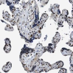 CD99-L2 Antibody, Novus Biologicals:Antibodies:Primary Antibodies