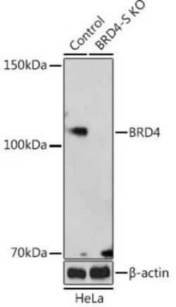 BRD4 Rabbit anti-Human, Rat, Polyclonal, Novus Biologicals 20 &mu;g; Unconjugated:Antibodies,