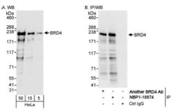BRD4 Antibody, Novus Biologicals 0.1mL; Unlabeled:Antibodies, Polyclonal
