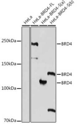BRD4 Rabbit anti-Human, Rat, Polyclonal, Novus Biologicals 20 &mu;g; Unconjugated:Antibodies,