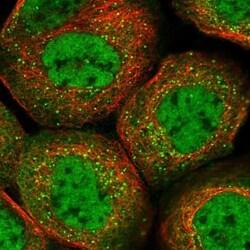 BRDG1/STAP-1 Antibody, Novus Biologicals 25 &mu;L; Unlabeled:Antibodies,