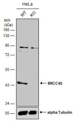 BRE Antibody, Novus Biologicals 100 &mu;L | Buy Online | Novus Biologicals | Fisher Scientific