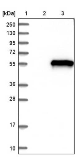 BRF2 Antibody, Novus Biologicals 0.1mL; Unlabeled:Antibodies, Polyclonal