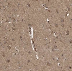 BRN4 Antibody, Novus Biologicals 0.1mL; Unlabeled:Antibodies, Polyclonal