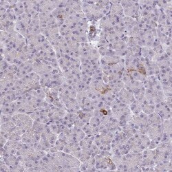 BRP44 Antibody, Novus Biologicals 0.1mL; Unlabeled:Antibodies, Polyclonal