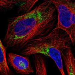 BRP44L Antibody, Novus Biologicals 25 &mu;L | Buy Online | Novus Biologicals | Fisher Scientific