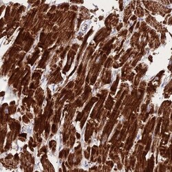 BRP44L Antibody, Novus Biologicals 25 &mu;L | Buy Online | Novus Biologicals | Fisher Scientific